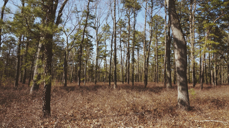 South Jersey woods - Trying to get some depth on this one